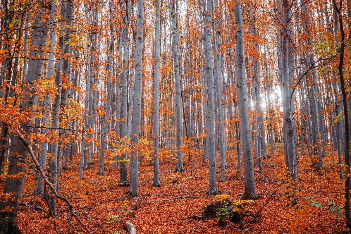 Autumn Woodworking Checklist: Prepare Your Workshop and Outdoor Projects for Winter